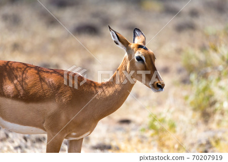 Grant Gazelle grazes in the vastness of the Kenyan savannah Grant Gazelle grazes in the vastness of the Kenyan savannah 70207919