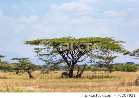 Giraffes and a gravy zebra under the crown of a shady tree Giraffes and a gravy zebra under the crown of a shady tree 70207921