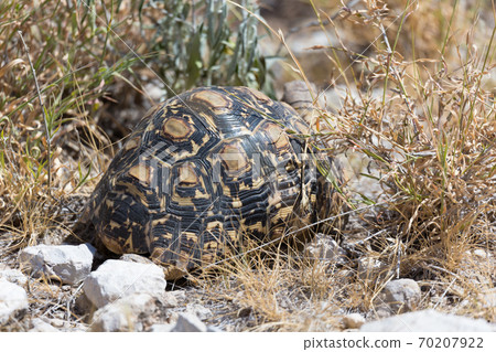 A turtle between the stones and the grass A turtle between the stones and the grass 70207922