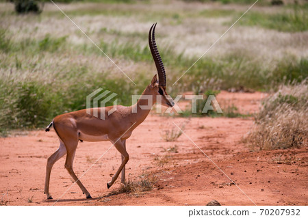 An antelope in the grassland of the savannah in Kenya An antelope in the grassland of the savannah in Kenya 70207932