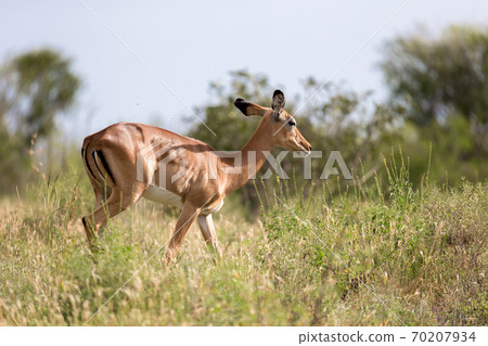 Antelope is standing between the plants in the savannah 70207934