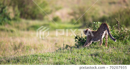 A cheetah walks between grass and bushes in the savannah of Kenya 70207935