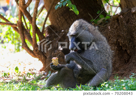 A baboon has found a fruit and eats it 70208043
