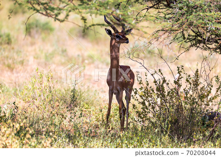 A gerenuk between the plants in the savannah 70208044