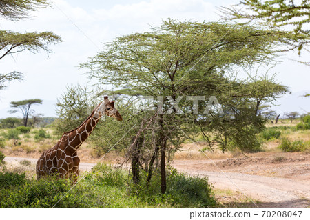 A closeup of a giraffe with many plants in the background 70208047