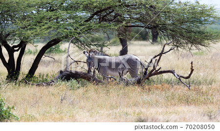 Grevy zebra standing under the tree in the Samburu National park Grevy zebra standing under the tree in the Samburu National park 70208050