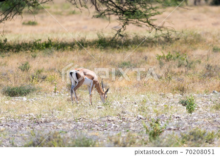 Grant Gazelle grazes in the vastness of the Kenyan savannah Grant Gazelle grazes in the vastness of the Kenyan savannah 70208051