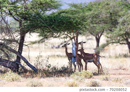 Some gerenuk in the kenyan savanna looking for food Some gerenuk in the kenyan savanna looking for food 70208052