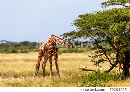 Somalia giraffes eat the leaves of acacia trees 70208055