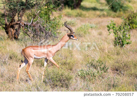 A Gerenuk walks in the grass through the savannah A Gerenuk walks in the grass through the savannah 70208057