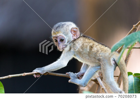 A little funny monkey is playing on the floor or on the tree A little funny monkey is playing on the floor or on the tree 70208073