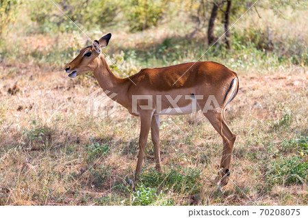 Grant Gazelle grazes in the vastness of the Kenyan savannah Grant Gazelle grazes in the vastness of the Kenyan savannah 70208075