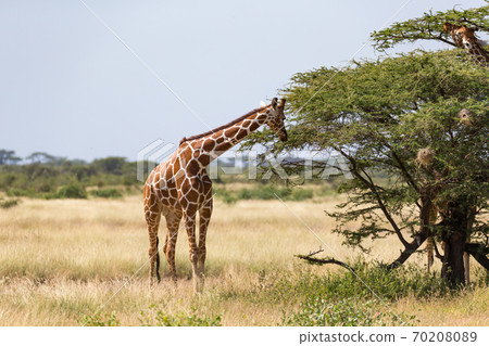 Giraffes in the savannah of Kenya with many trees and bushes in the background 70208089