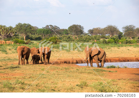 A family of red elephants at a water hole in the middle of the savannah 70208103