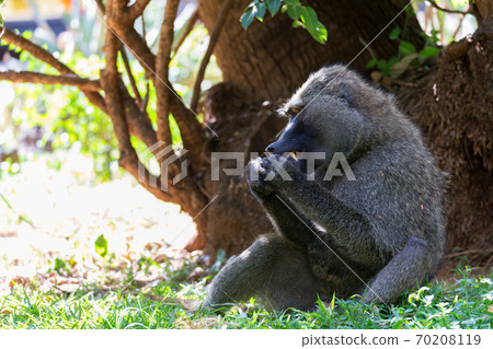 A baboon has found a fruit and eats it A baboon has found a fruit and eats it 70208119