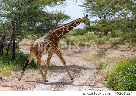 A giraffe crosses a path in the savannah 70208124