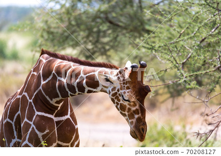 A closeup of a giraffe with many plants in the background 70208127