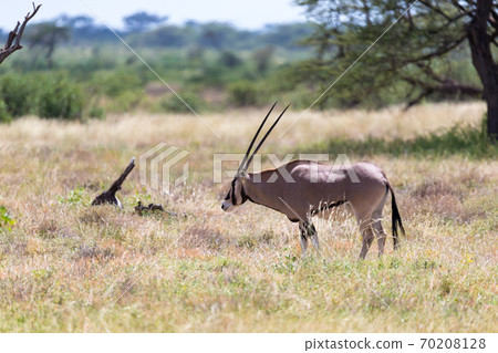 An Oryx family stands in the pasture surrounded by green grass and shrubs 70208128