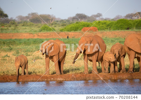 A family of red elephants at a water hole in the middle of the savannah 70208144