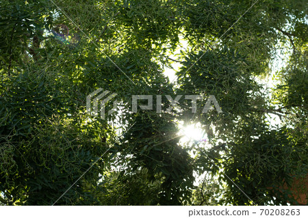 Green tree leaves on sky background with sun rays. Sunray beam through trees. Nature and forest background 70208263