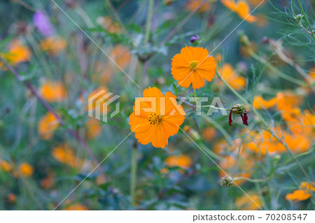 Yellow flower cosmos Cosmos sulphureus 70208547