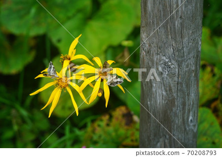 Shiroshitaobiedashdashaku吸吮Marubadakebuki的蜂蜜 Shiroshitaobiedashdashaku吸吮Marubadakebuki的蜂蜜 70208793