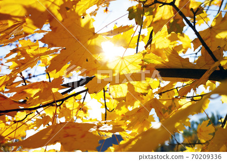 background of yellow maple leaves background of yellow maple leaves 70209336