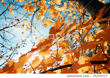 background of yellow maple leaves background of yellow maple leaves 70209337