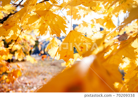 background of yellow maple leaves background of yellow maple leaves 70209338