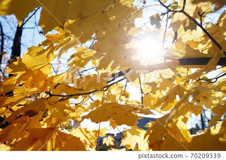 background of yellow maple leaves background of yellow maple leaves 70209339