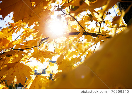background of yellow maple leaves 70209340
