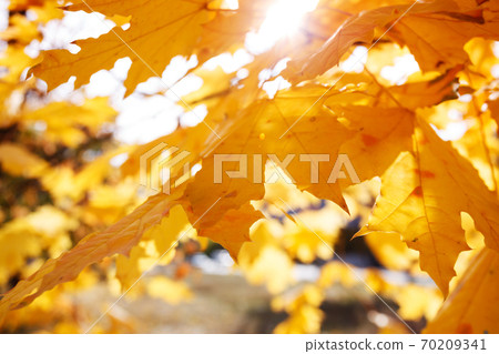 background of yellow maple leaves background of yellow maple leaves 70209341