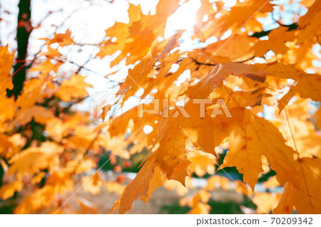 background of yellow maple leaves background of yellow maple leaves 70209342