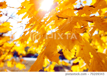 background of yellow maple leaves background of yellow maple leaves 70209343