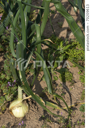 Onion of the field Onion of the field 70209613