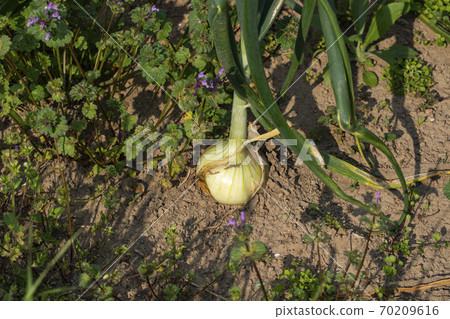 Onion of the field Onion of the field 70209616