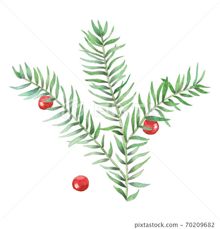 Watercolor christmas plant. Watercolor christmas plant. 70209682