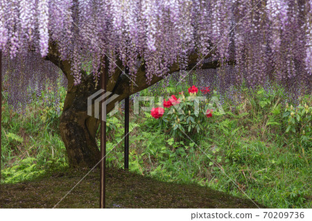 Hyogo Prefecture Byakugoji Temple Wisteria Flower 70209736
