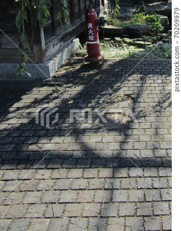 Chestnut tree sidewalk Chestnut tree sidewalk 70209979