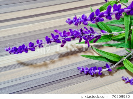 Fluffy flower amethyst sage 70209980