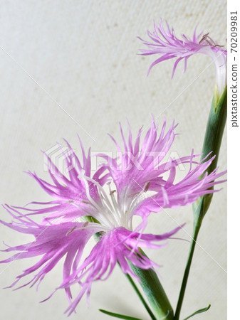 Pink dianthus up Pink dianthus up 70209981