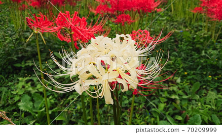 Cluster amaryllis Cluster amaryllis 70209999