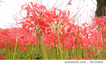 Cluster amaryllis 70210002