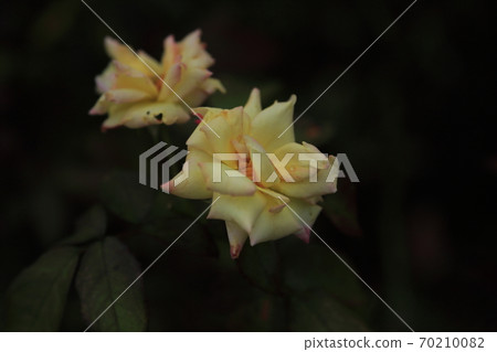 Arao City Ominous Citizen Flower Bed Rose Flower, 70210082