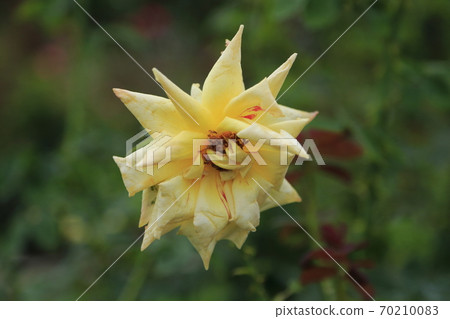 Arao City Ominous Citizen Flower Bed Rose Flower, 70210083