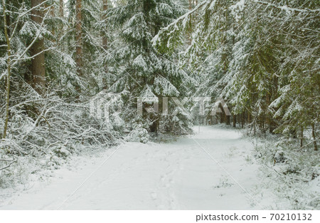 Road through beautiful winter forest, trees covered fresh white snow. 70210132