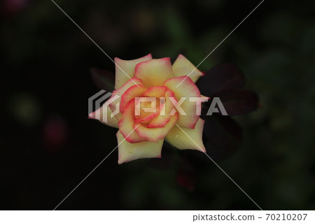 Arao City Ominous Citizen Flower Bed Rose Flower, 70210207