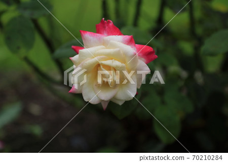 荒尾市,Ara Omoya市民的花壇,玫瑰花, 荒尾市,Ara Omoya市民的花壇,玫瑰花, 70210284