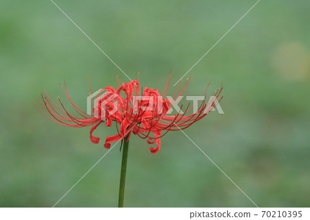 One-wheeled cluster amaryllis Manju Saka 70210395