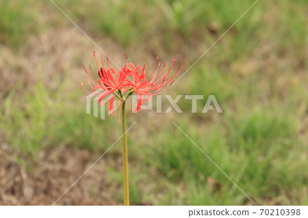 One-wheeled cluster amaryllis Manju Saka One-wheeled cluster amaryllis Manju Saka 70210398